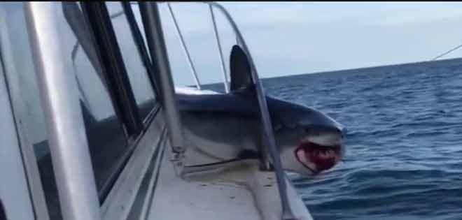 Tiburón blanco asusta a un científico mientras lo intentaba grabar | Diario 2001