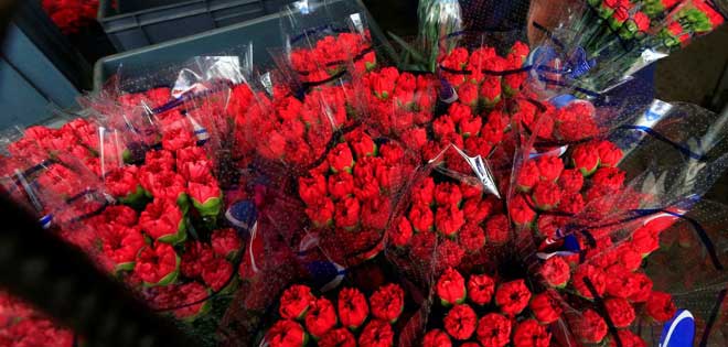 Colombia exportará 600 millones de flores a EEUU para San Valentín | Diario 2001