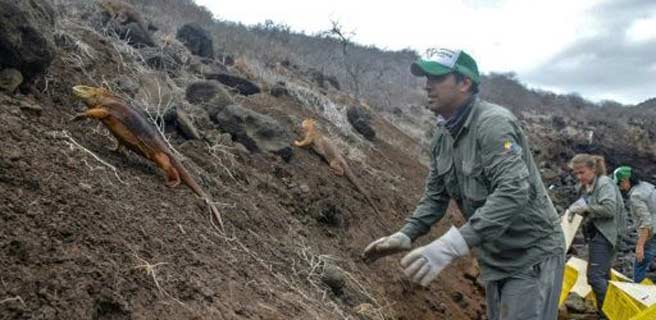 Introducen iguanas en isla ecuatoriana de Galápagos donde desaparecieron | Diario 2001