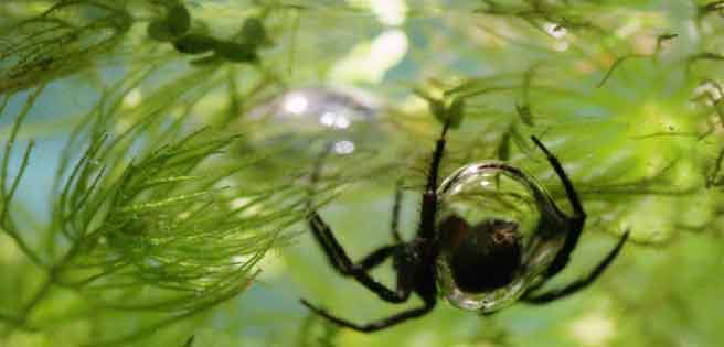 Las arañas acuáticas utilizan su telaraña como branquias | Diario 2001