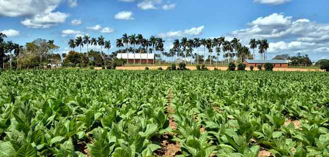 Cuba desarrolla técnica para obtener capas verdes de tabaco tras secado | Diario 2001