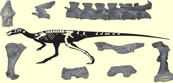 Descubren el primer dinosaurio criollo | Diario 2001