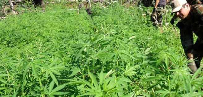 Incautan en el noroeste de Colombia más de 1,3 toneladas de marihuana | Diario 2001