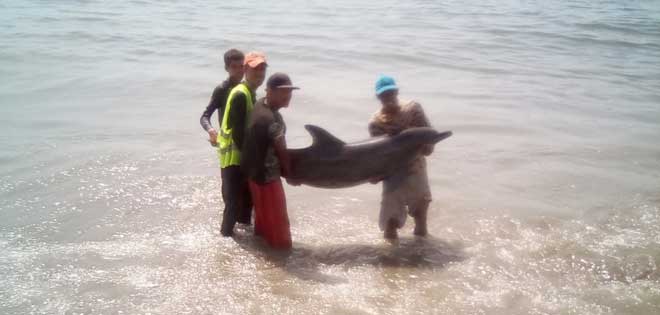 Rescatan a delfín varado en la orilla en playa de Catia La Mar | Diario 2001