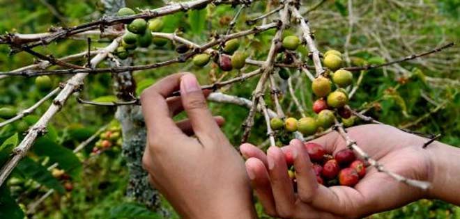 La industria del café florece en Indonesia | Diario 2001