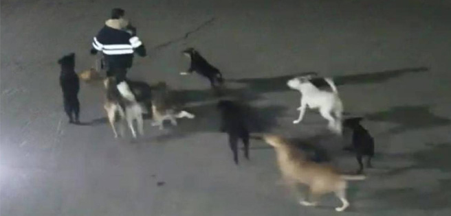 Jauría de al menos 11 perros mató a una mujer en México (+Video) | Diario 2001