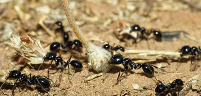 Unas hormigas salvan a una adolescente de 16 años de ser violada | Diario 2001
