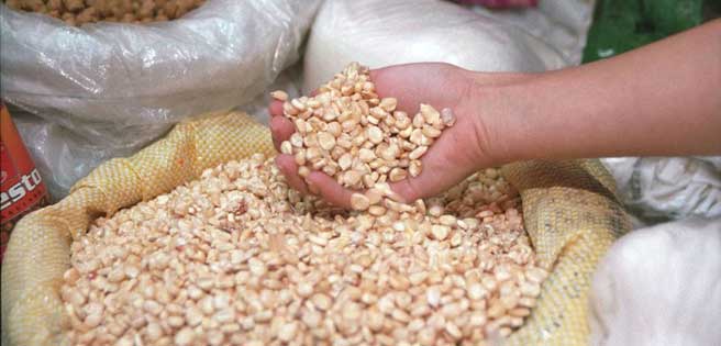 Ordenan redireccionar 4 mil toneladas de maíz para garantizar abastecimiento de harina | Diario 2001