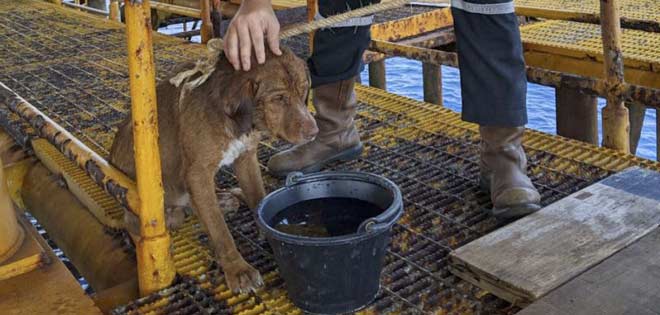 Rescataron a un perro que se alejó 220 km nadando desde Tailandia | Diario 2001