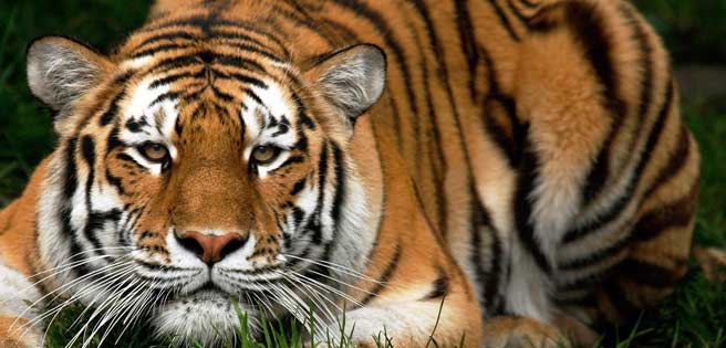 Un niño pierde un brazo tras ser atacado por un tigre en zoológico en Brasil | Diario 2001