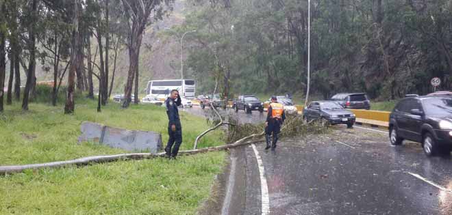 Reportan anegación y árbol caído en la carretera Panamericana (+Foto)