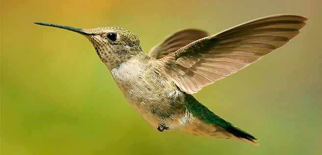 El vuelo de un colibrí en cámara lenta | Diario 2001