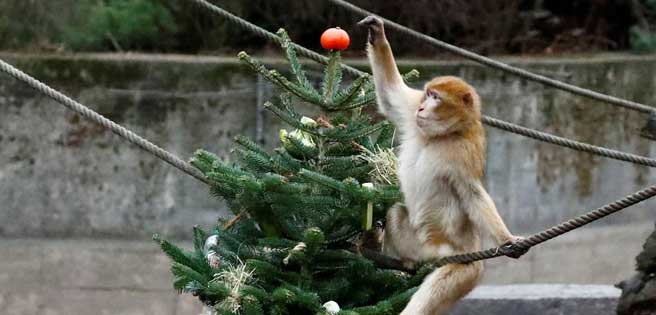 Mira lo que hacen estos animalitos con los árboles de navidad no vendidos | Diario 2001