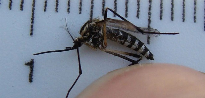 Confirman 29 casos nuevos del virus Chikungunya en Venezuela | Diario 2001