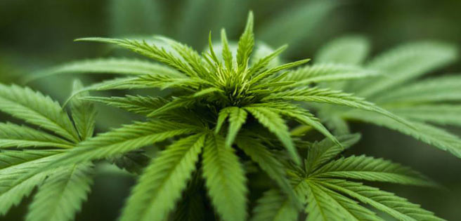 El cannabis medicinal, legal desde este viernes en Portugal | Diario 2001