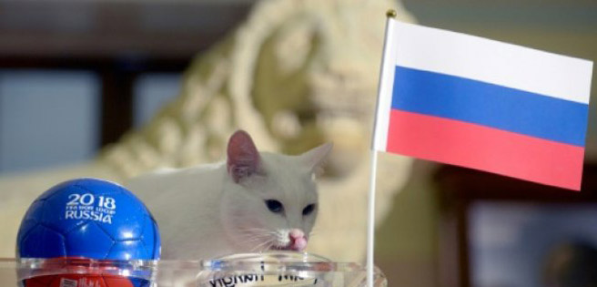 El gato Aquiles vaticina un triunfo de Rusia sobre Egipto | Diario 2001