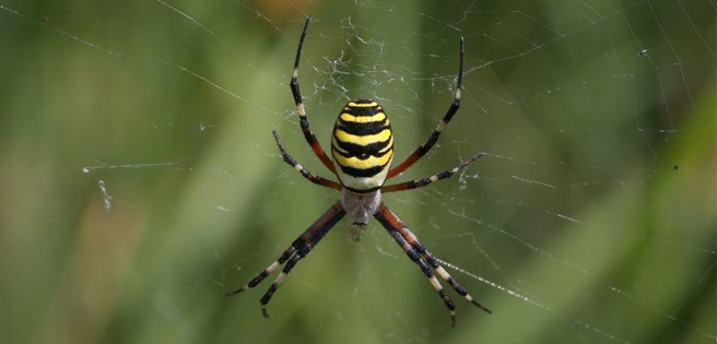 Desastres naturales favorecen a las colonias de arañas agresivas | Diario 2001
