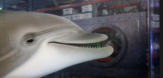 Presentan delfín robot para reemplazar animales en cautiverio | Diario 2001