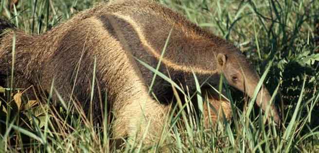 Oso hormiguero queda inmóvil con las patas en alto y "se rinde" (+video) | Diario 2001