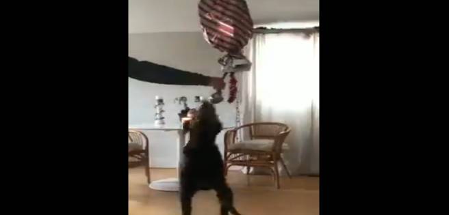 Familia festeja cumpleaños de su perrito regalándole una piñata (+Video) | Diario 2001