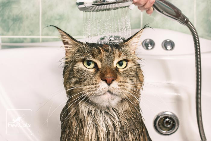 ¿Puedo bañar a mi gato? | Diario 2001