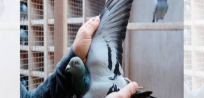 La paloma más cara del mundo eleva su precio hasta los 1,6 millones de euros