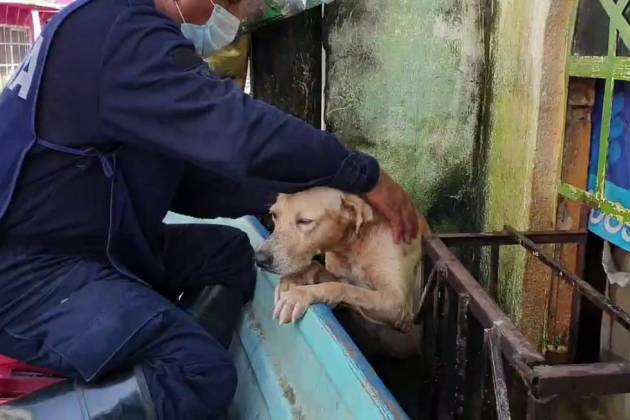 “Tratar a las mascotas como a uno mismo”, dice uno de los rescatistas del perro en la inundación de Tabasco