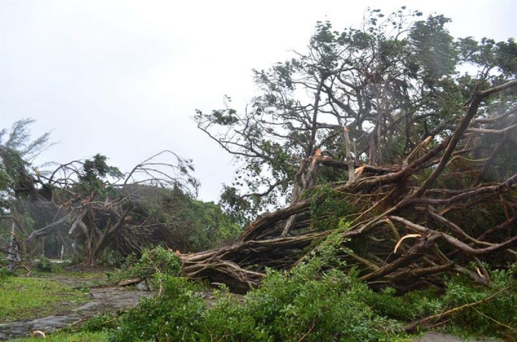 Mueren dos personas al caerles árbol encima en Puerto Cabello