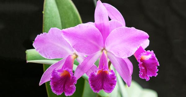 Cómo cuidar la orquídea | Diario 2001