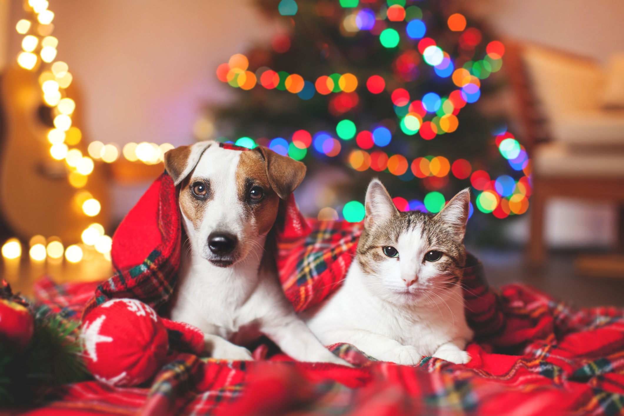 Cuidados de los animalitos en Navidad y Año Nuevo | Diario 2001