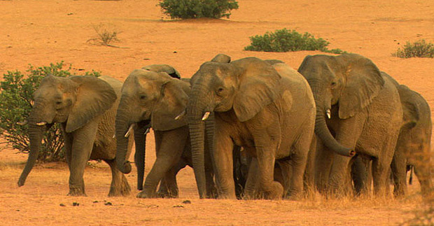 Superpoblación de elefantes lleva a Namibia a subastar 170 elefantes
