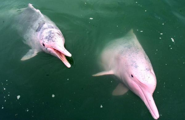 Delfines de agua dulce están en peligro de extinción
