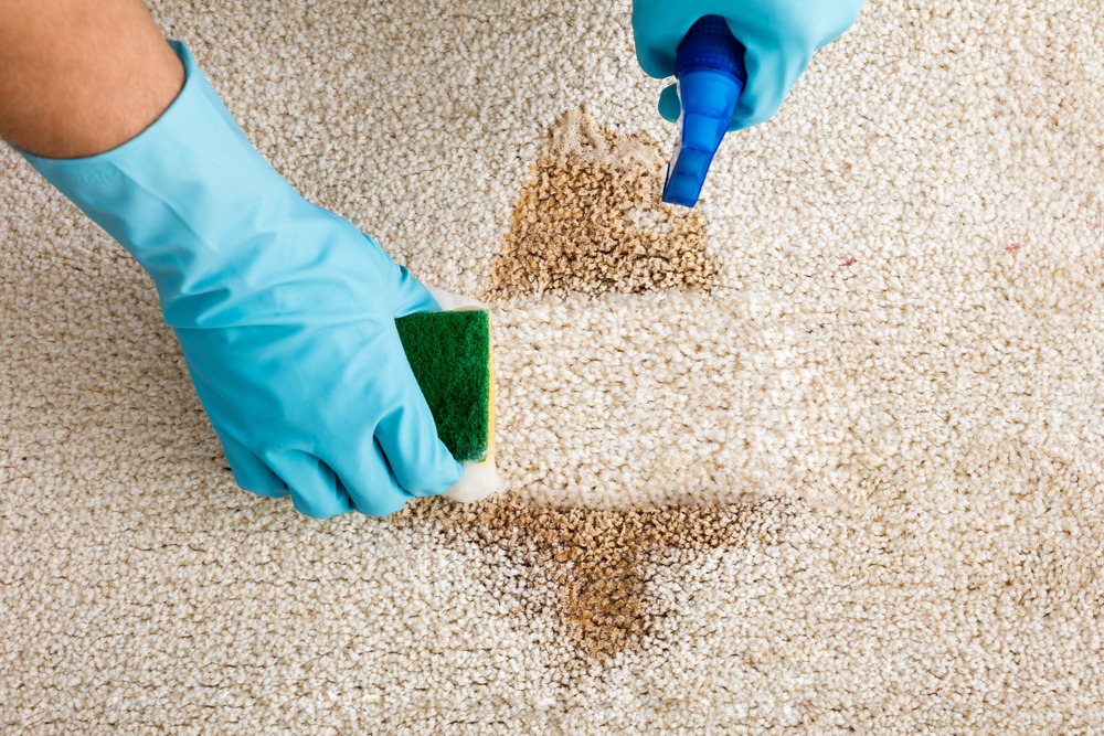 Consejos para limpiar las alfombras | Diario 2001