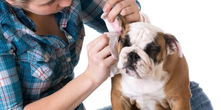 5 pasos para limpiar las orejas de tu perro | Diario 2001