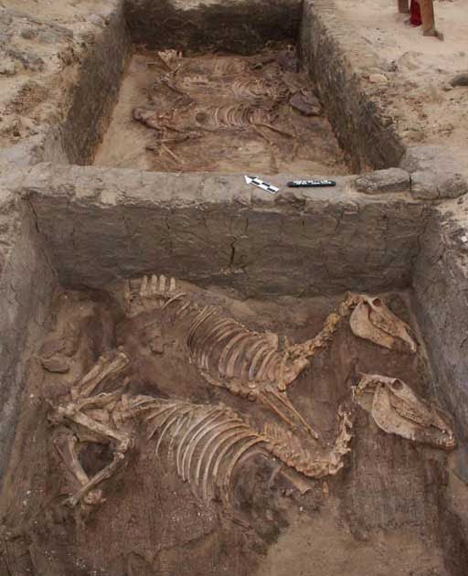 Asnos fueron domesticados en Egipto hace 6.000 años