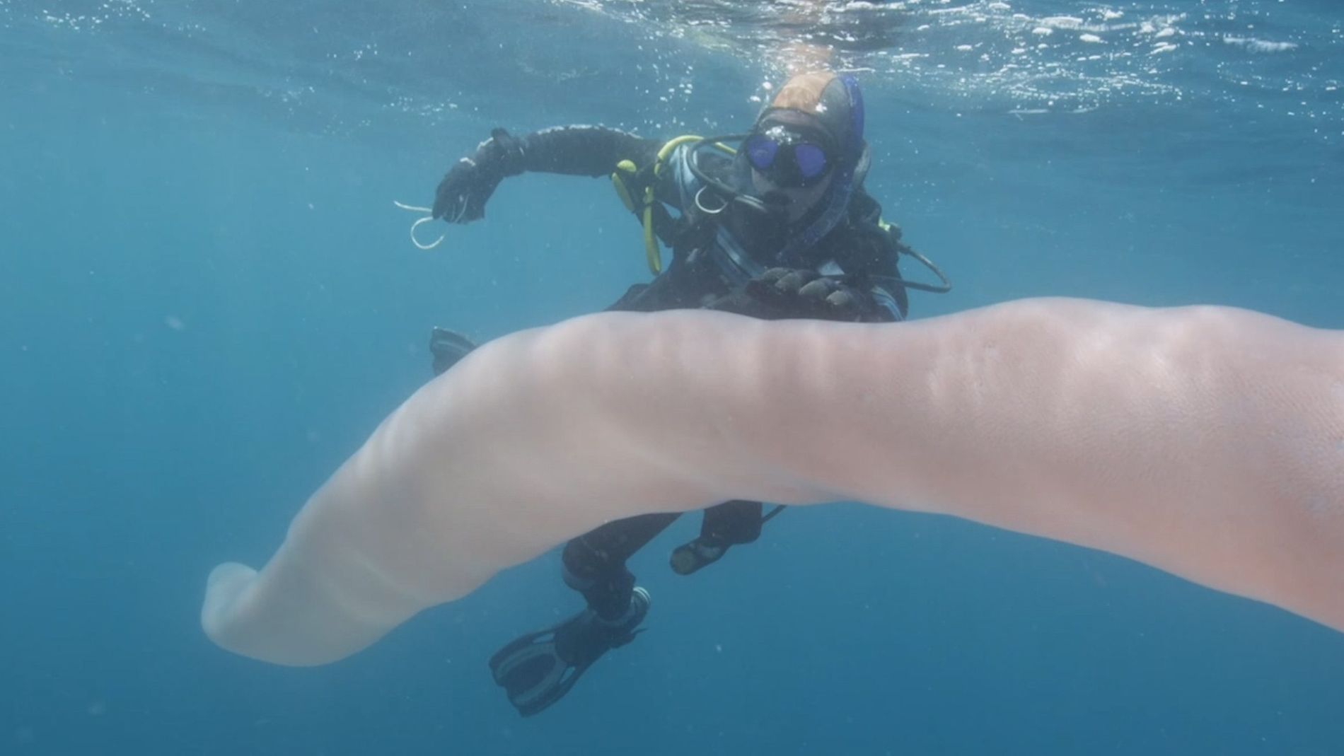 Una gigantesca criatura submarina sorprende en Nueva Zelanda