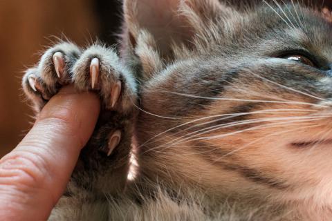 Mantén cuidadas las uñas de tu gato | Diario 2001