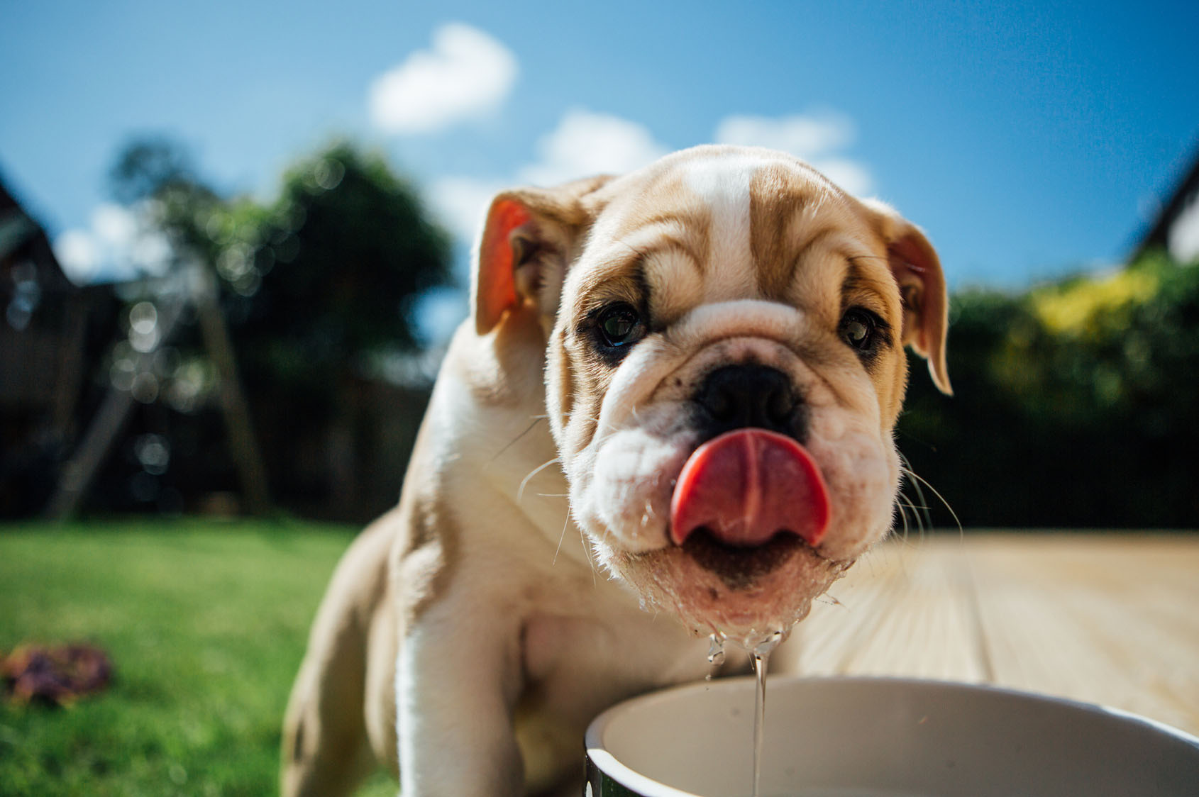 ¿Cómo saber si un perro está deshidratado? | Diario 2001