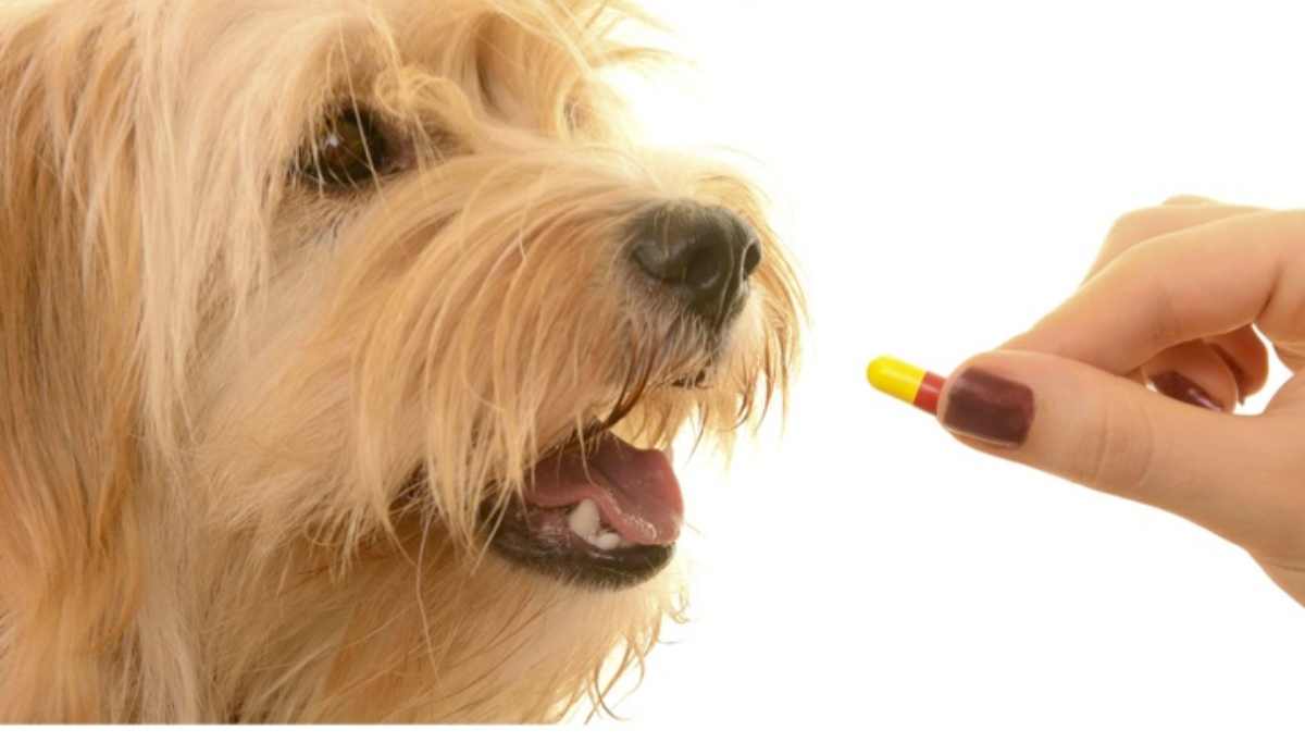 Medicamentos que no debes darle a tu perro | Diario 2001