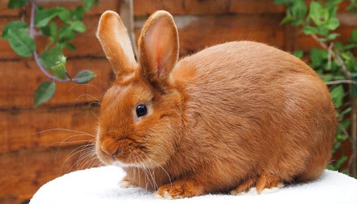 Lo que debes saber antes de adquirir un conejo | Diario 2001