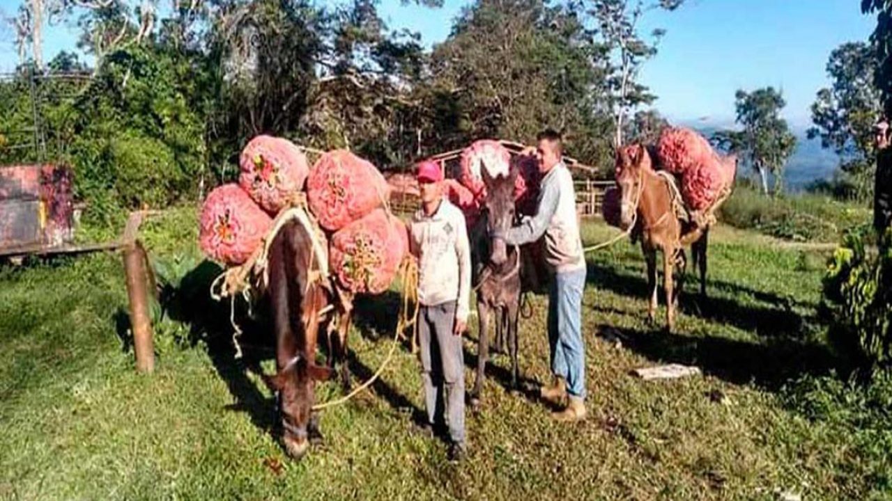 Productores agrícolas suman un mes de escasez de gasoil