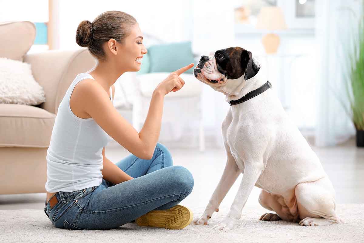 Lo que debes saber antes de adoptar un perro | Diario 2001