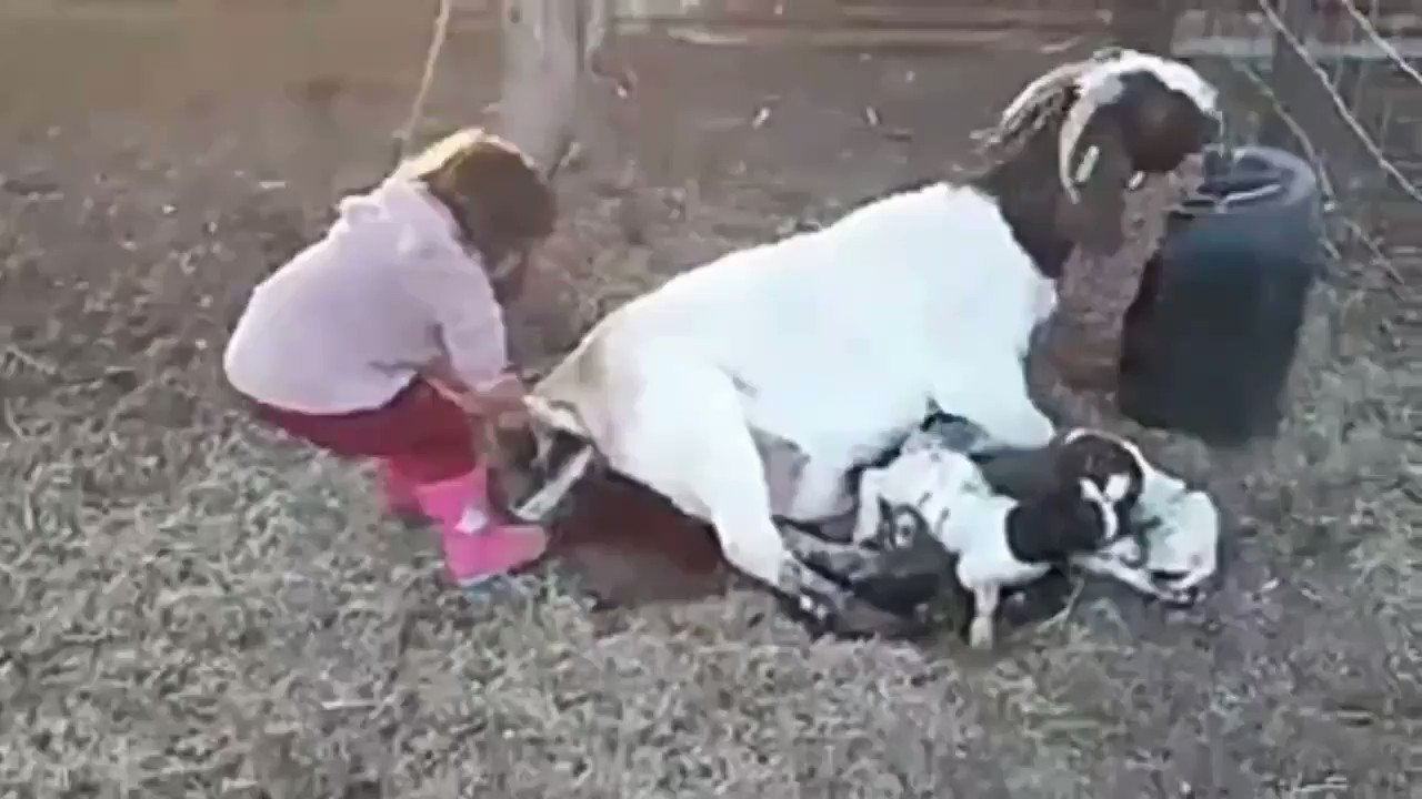 "Juanita la partera": una niña ayuda a dar a luz a una cabra