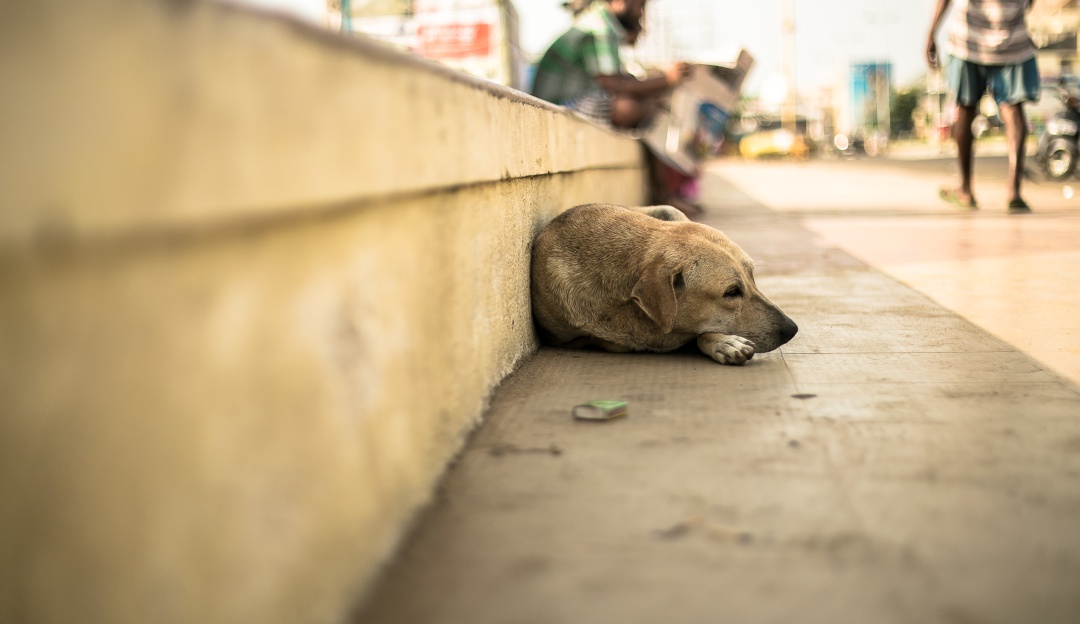 Sujeto mata de ocho puñaladas a un perro en Caricuao