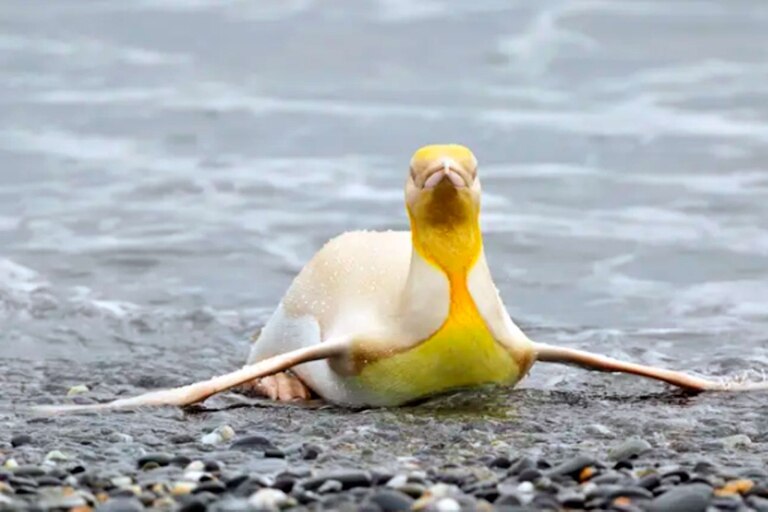 Pingüinos amarillos: Mira las fotos de esta especie nunca antes vista