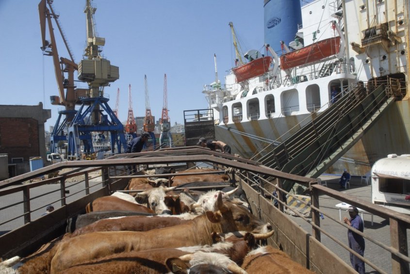 Venezuela exporta sexto buque de ganado al Medio Oriente
