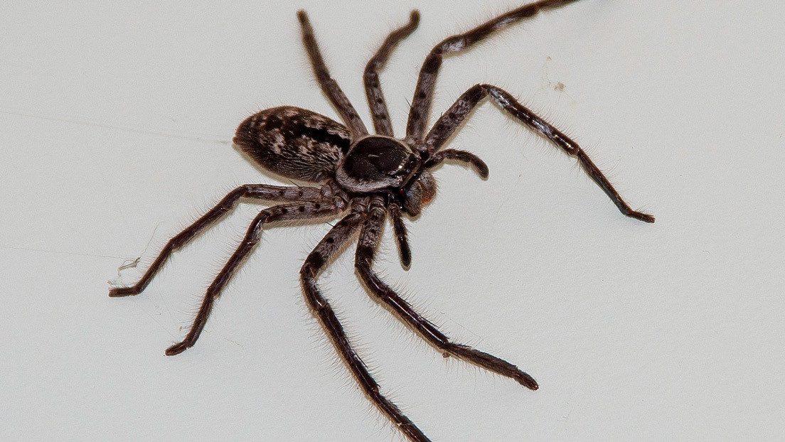 Increíble plaga de arañas azota a varias casas en Sídney