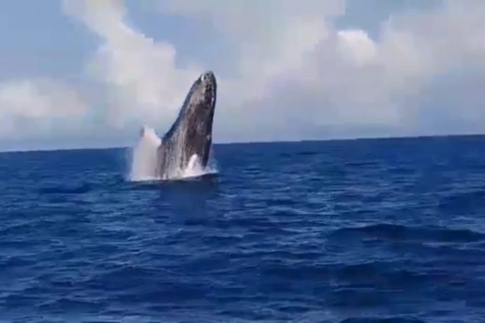 Pescadores en La Guaira captaron en video a una ballena cuando "saludó"