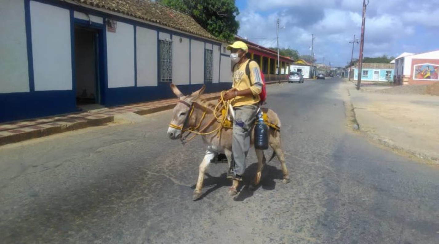 En Falcón utilizan burros como medio de transporte