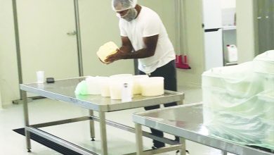 Venezolano sobresale en Australia en producción de queso | Diario 2001